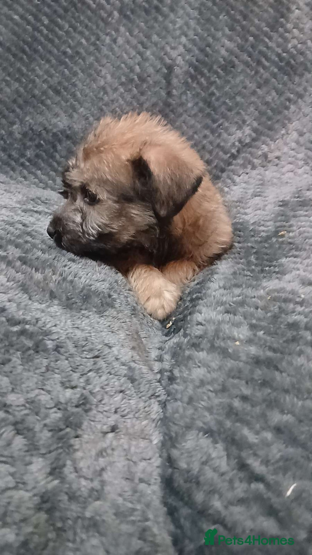 Soft Coated Wheaten Terrier dogs for sale: Beautiful Wheaten Terrier Puppies  - Image 11