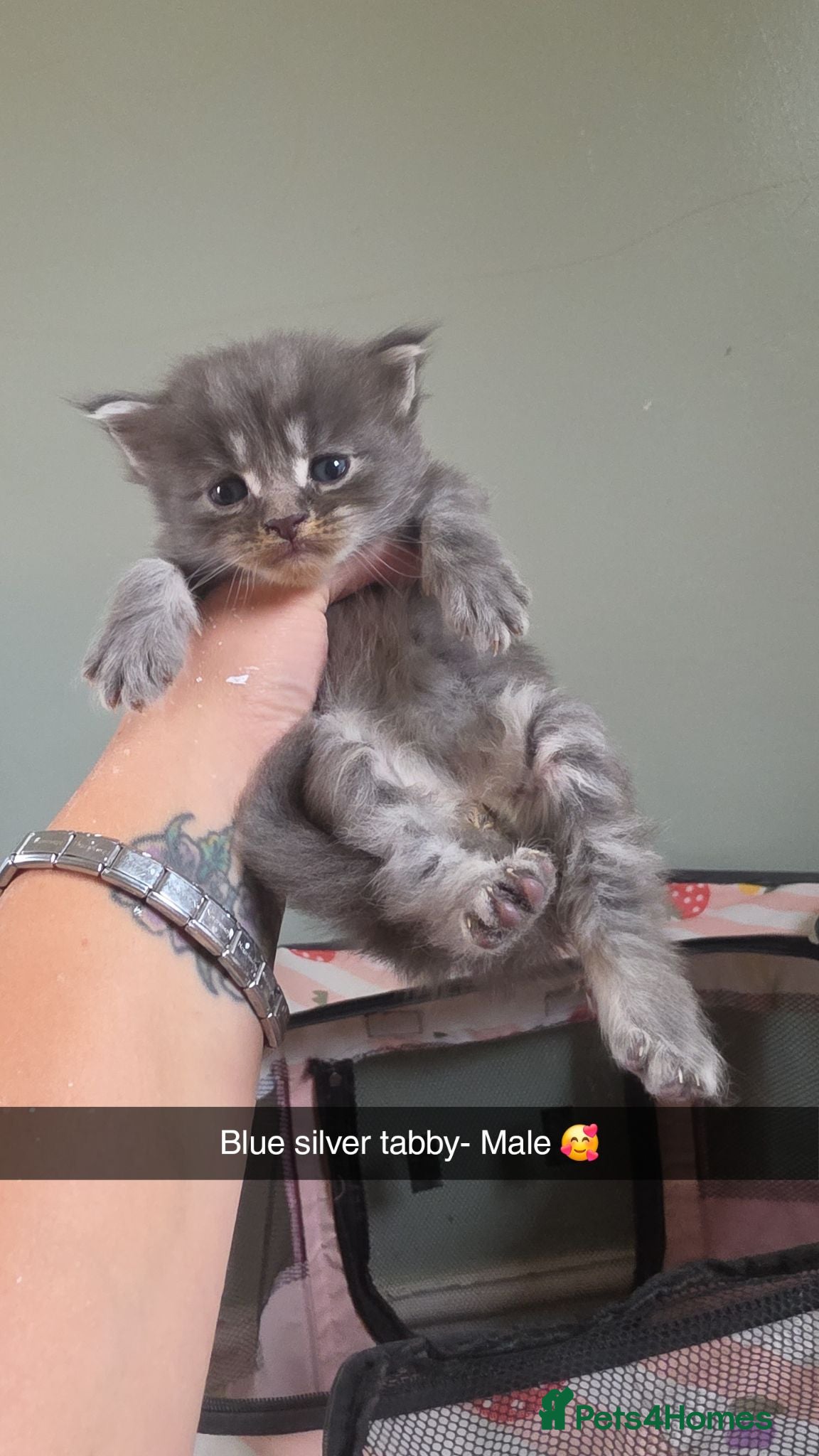 Maine Coon cats Beautiful mainecoon kittens 😸  - Advert 5