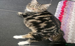 Maine Coon cats for sale: Maine Coon × Siberian  - Image 14