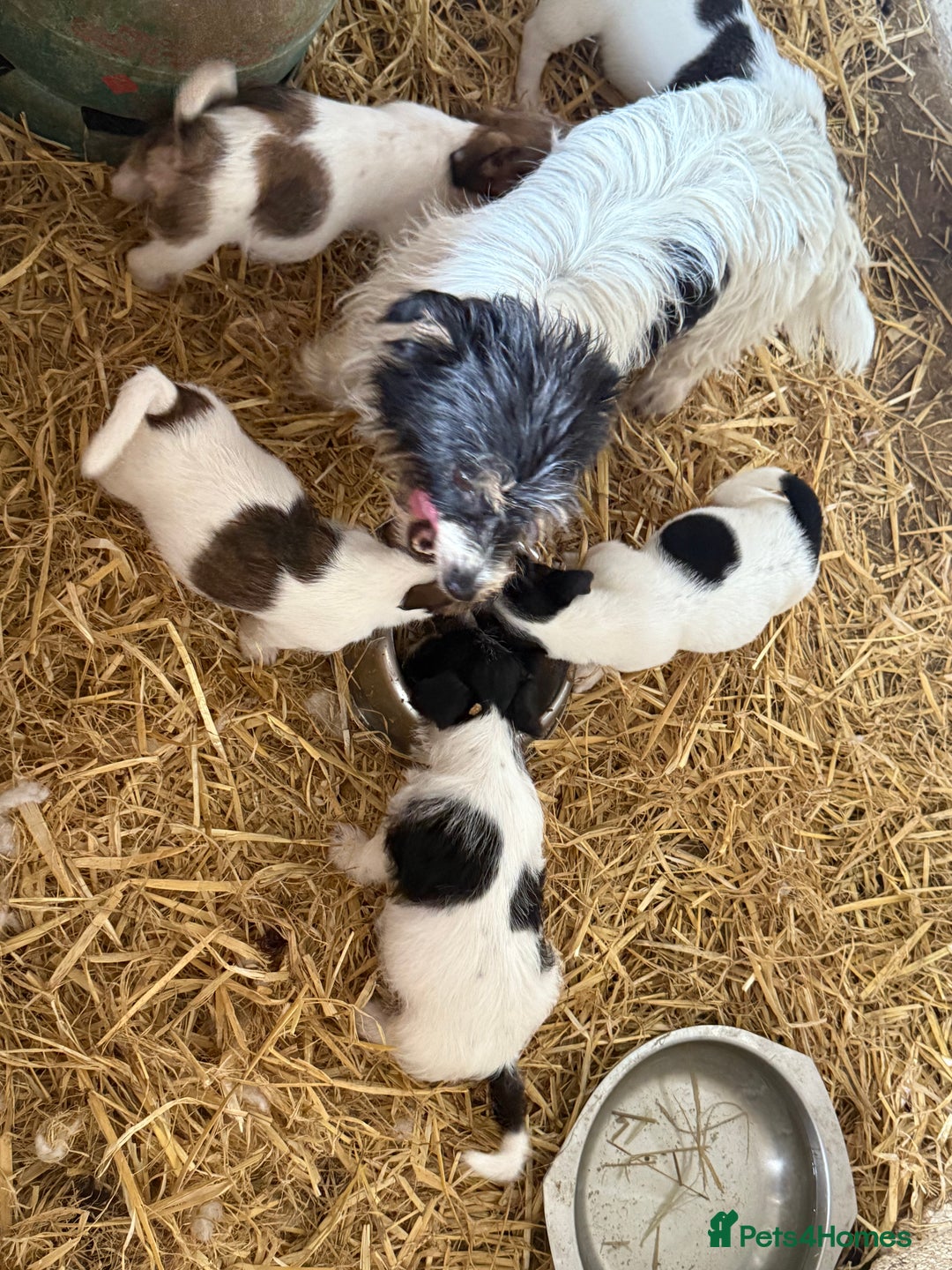 Jack Russell dogs for sale: Jack Russell puppies rough/smooth coat ready now  - Image 2