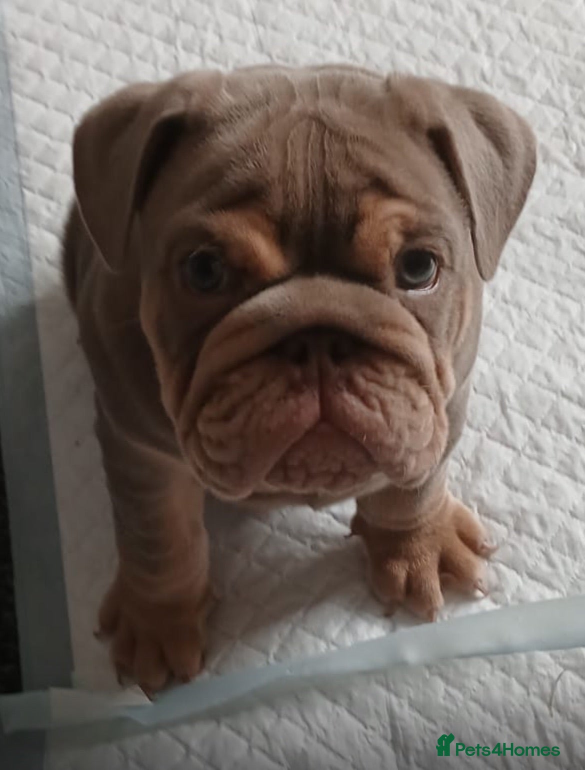 English Bulldog dogs Male British bulldog  - Advert 2