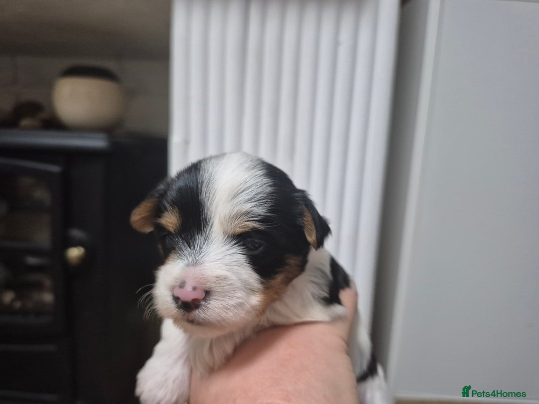 Biewer Terrier dogs for sale: Biewier terrier  - Image 8