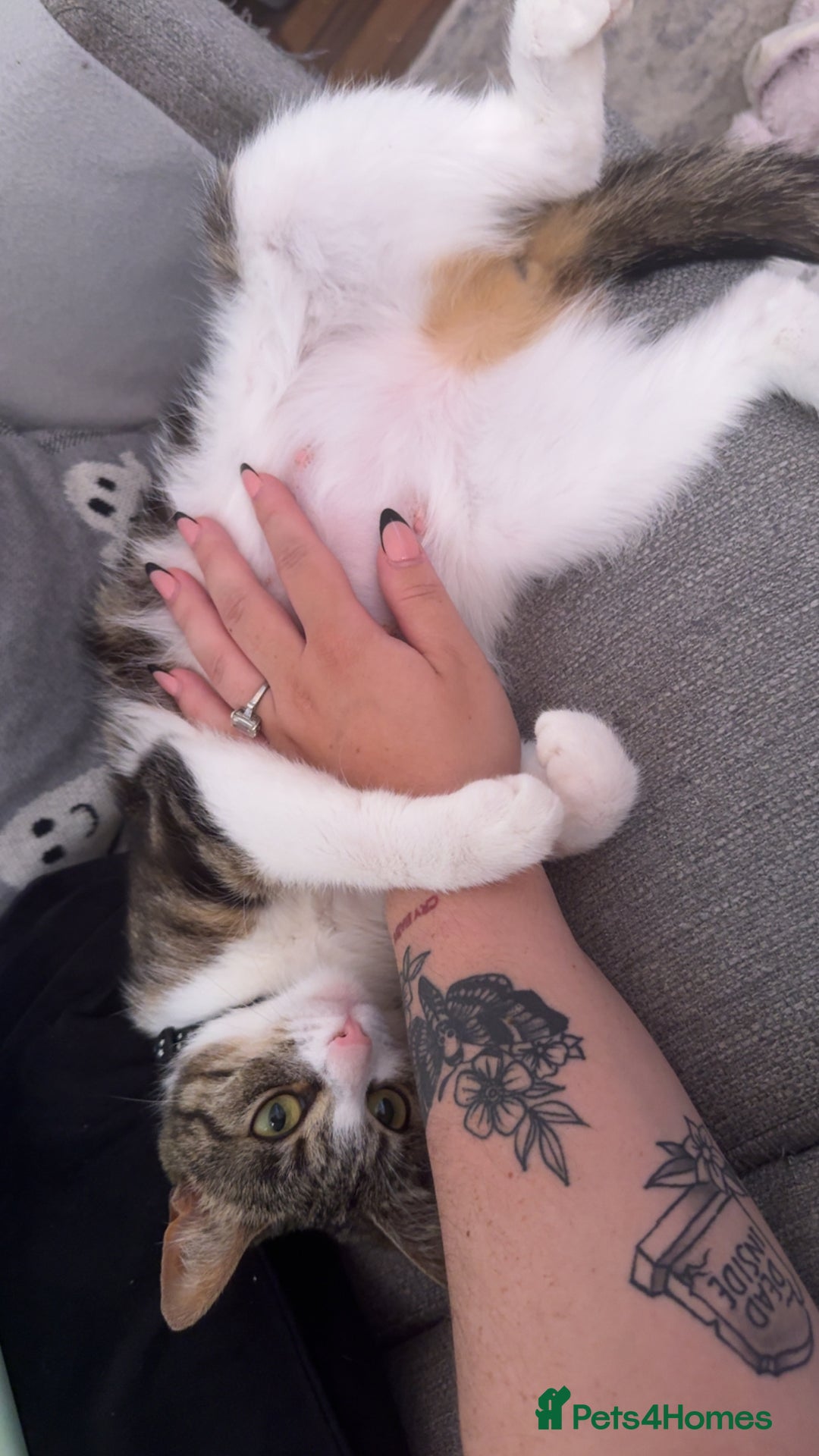 Domestic Shorthair cats for sale: 4 year old for adoption - Advert 6