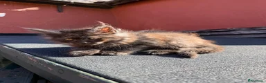 Maine Coon 2