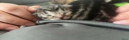 Domestic Shorthair cats for sale: A Stunning Litter Of Six Newborn Kittens  - Advert 11