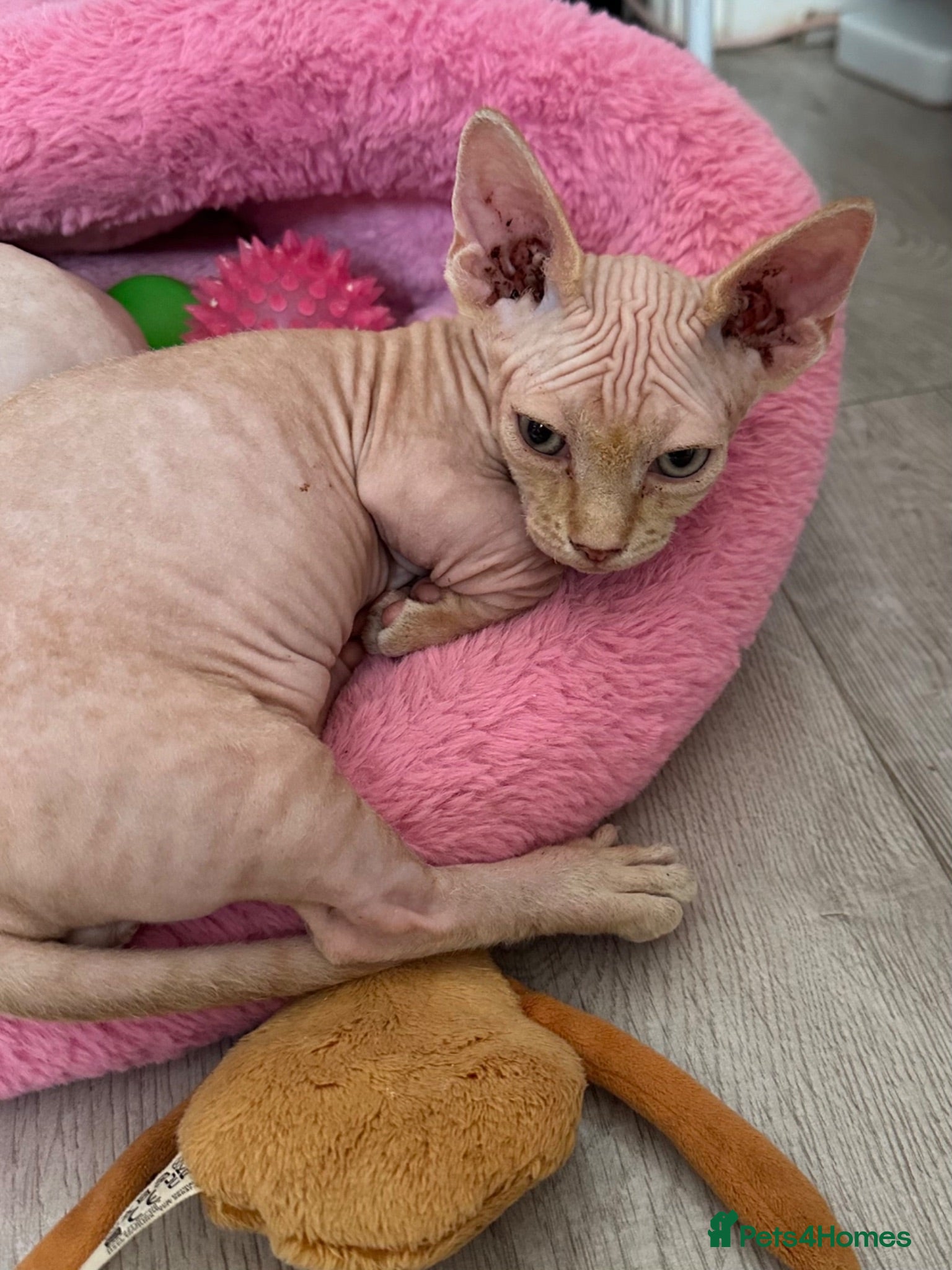 Sphynx cats Canadian Sphynx kittens READY NOW - Advert 10