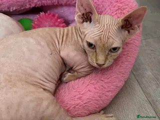 Sphynx cats Canadian Sphynx kittens READY NOW - Advert 10