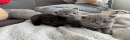 British Shorthair cats for sale:  LAST 3 British shorthair BLUE AND BLACK - Advert 6