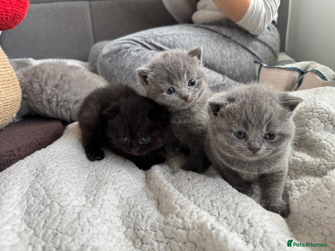 British Shorthair cats for sale:  LAST 3 British shorthair BLUE AND BLACK - Advert 6