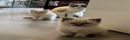 Ragdoll cats for sale: Pure Bread Ragdoll Kittens - Advert 8