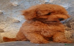 Maltipoo dogs for sale: Beautiful maltipoo puppies for sale - Image 3