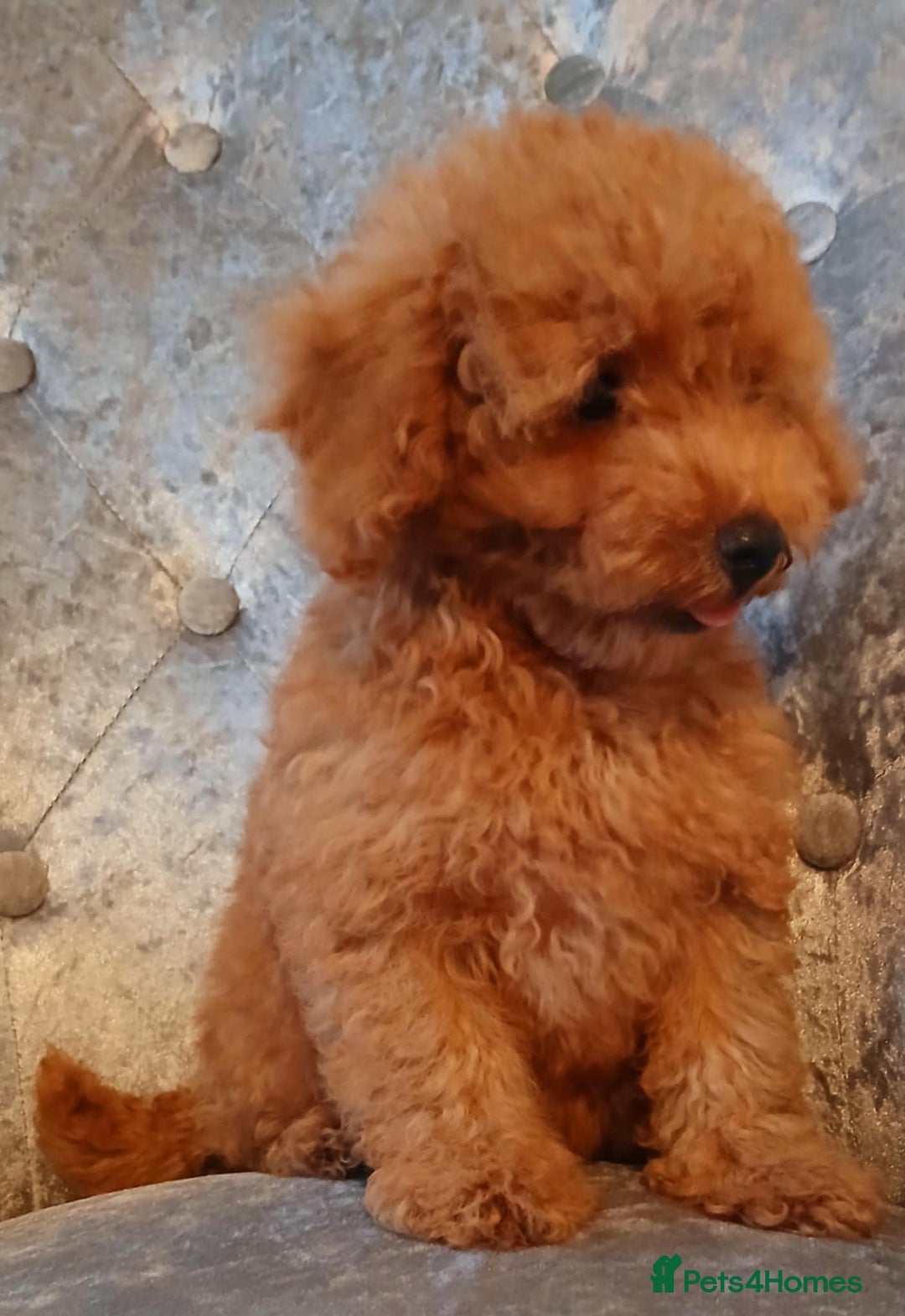 Maltipoo dogs for sale: Beautiful maltipoo puppies for sale - Image 3