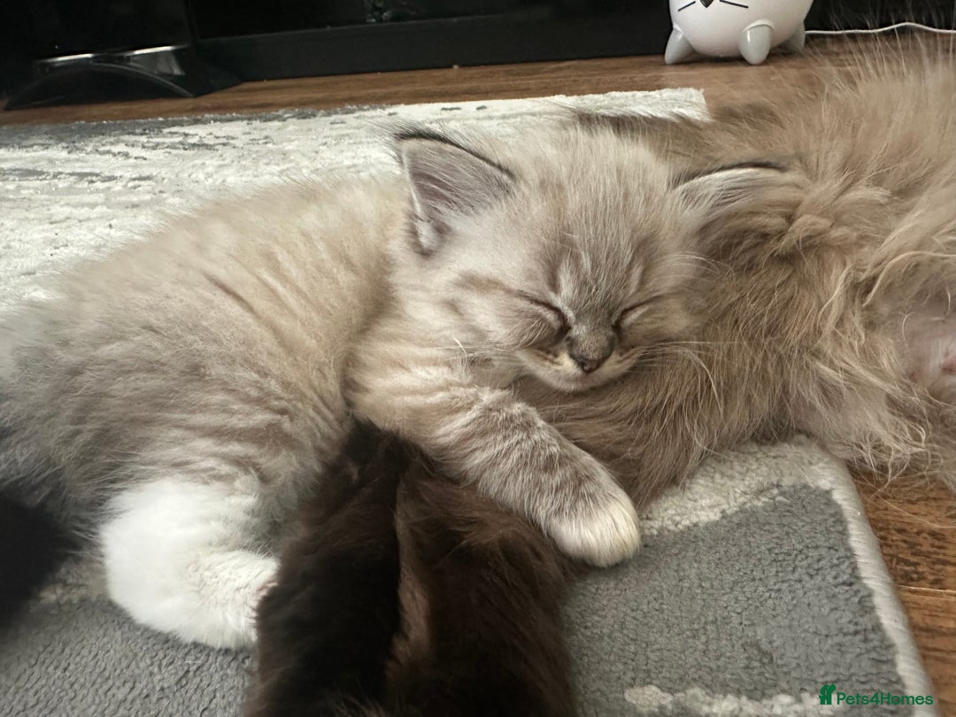 Ragdoll cats for sale: Ragdoll kittens - Image 5