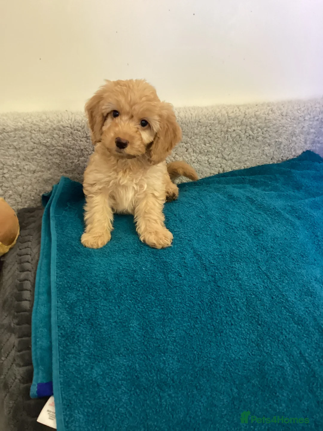 Cockapoo dogs for sale: Cockapoo f1 - Advert 1