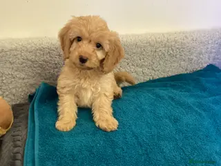 Cockapoo dogs Cockapoo f1 - Advert 8