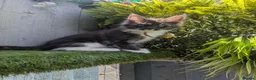Maine Coon cats for sale: Beautiful Maine coon babies  - Advert 17