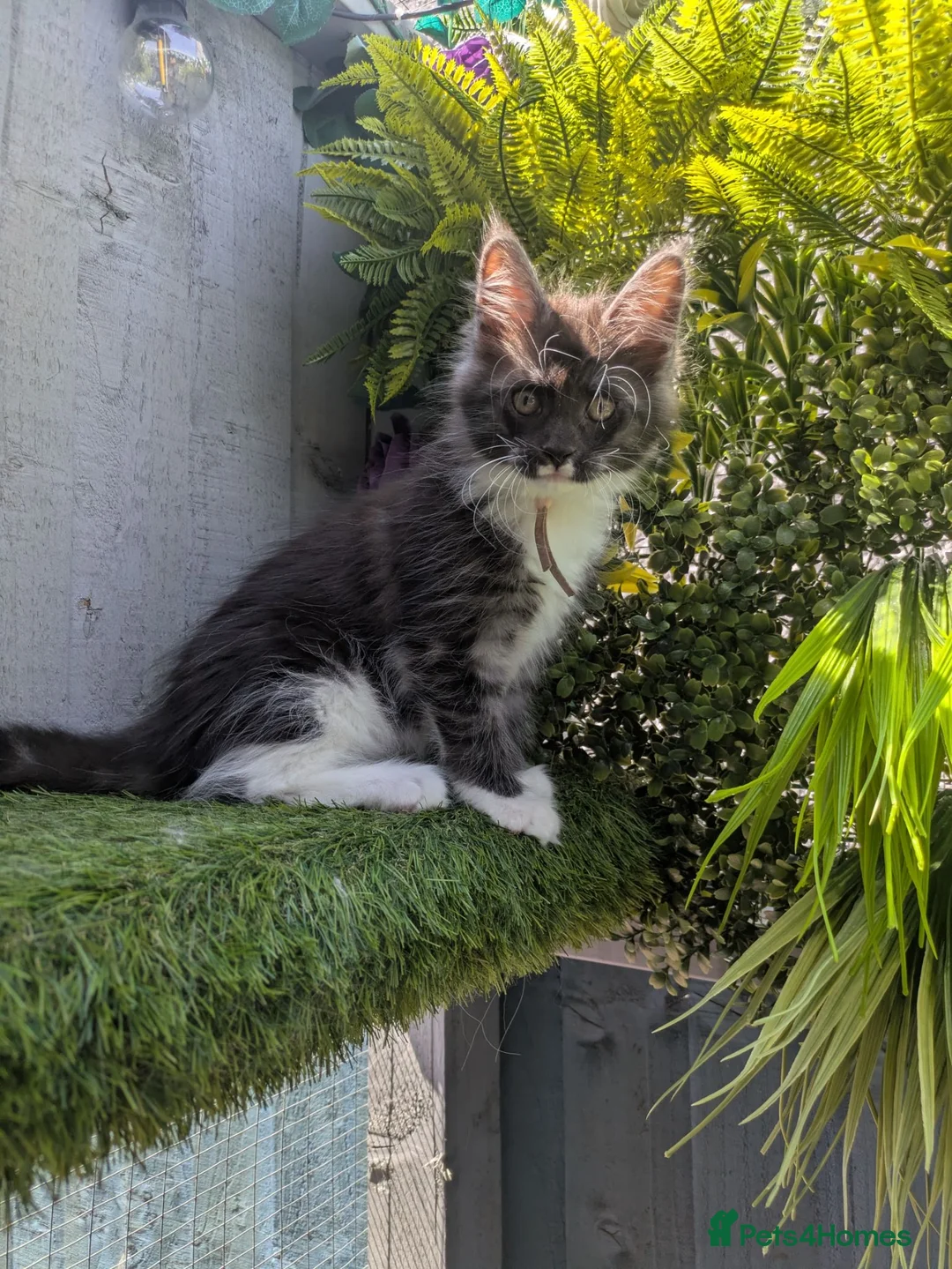Maine Coon cats for sale: READY SOON Beautiful Maine coon babies  - Advert 1
