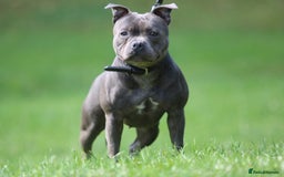 Staffordshire Bull Terrier dogs for sale: 4 Chunky blue pups - Image 18
