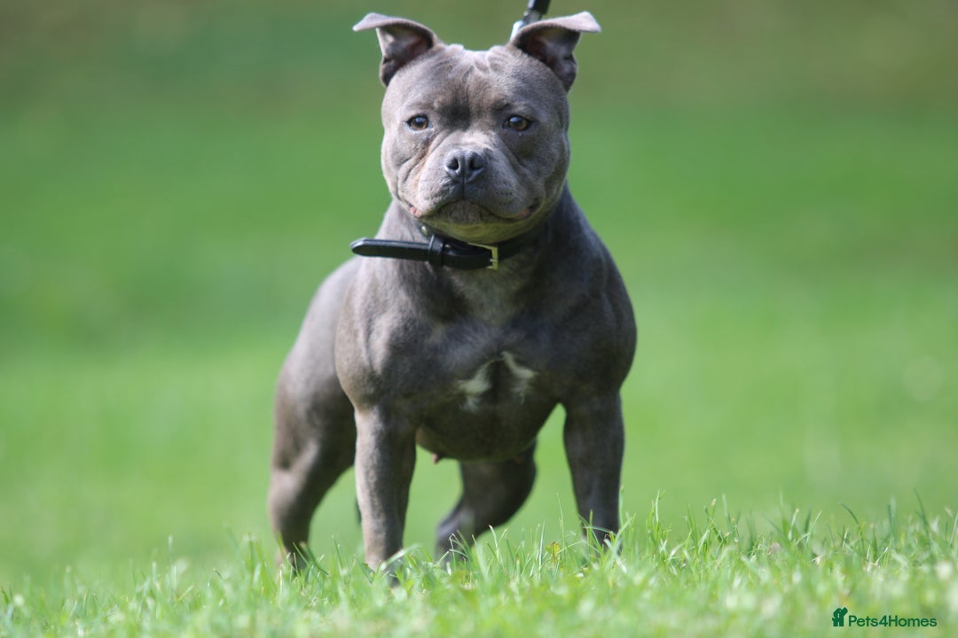 Staffordshire Bull Terrier dogs for sale: 4 Chunky blue pups - Image 18