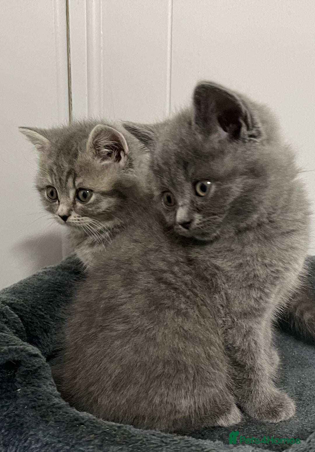 British Shorthair cats for sale: Stunning British Shorthaired Kittens - Advert 7