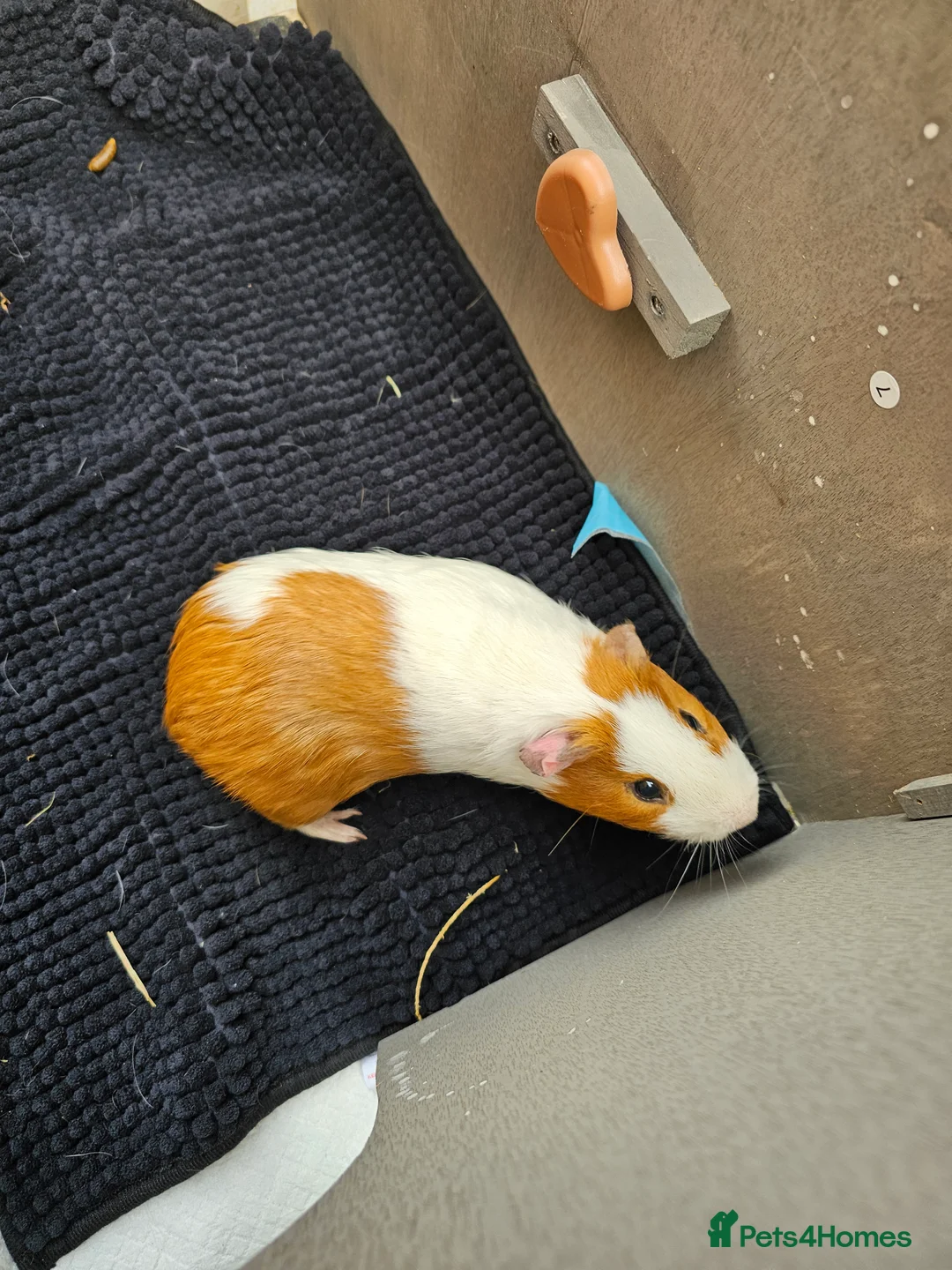 Guinea Pig rodents for sale: 2x Boy Guinea Pigs 5 months old  - Advert 2