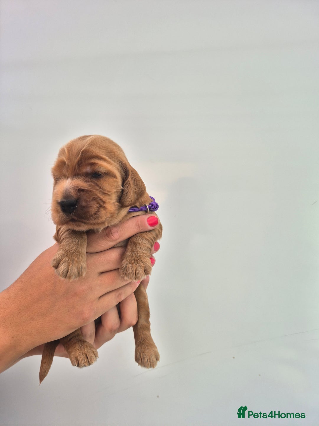 Cocker Spaniel dogs for sale: Kc reg Cocker Spaniels  - Image 8