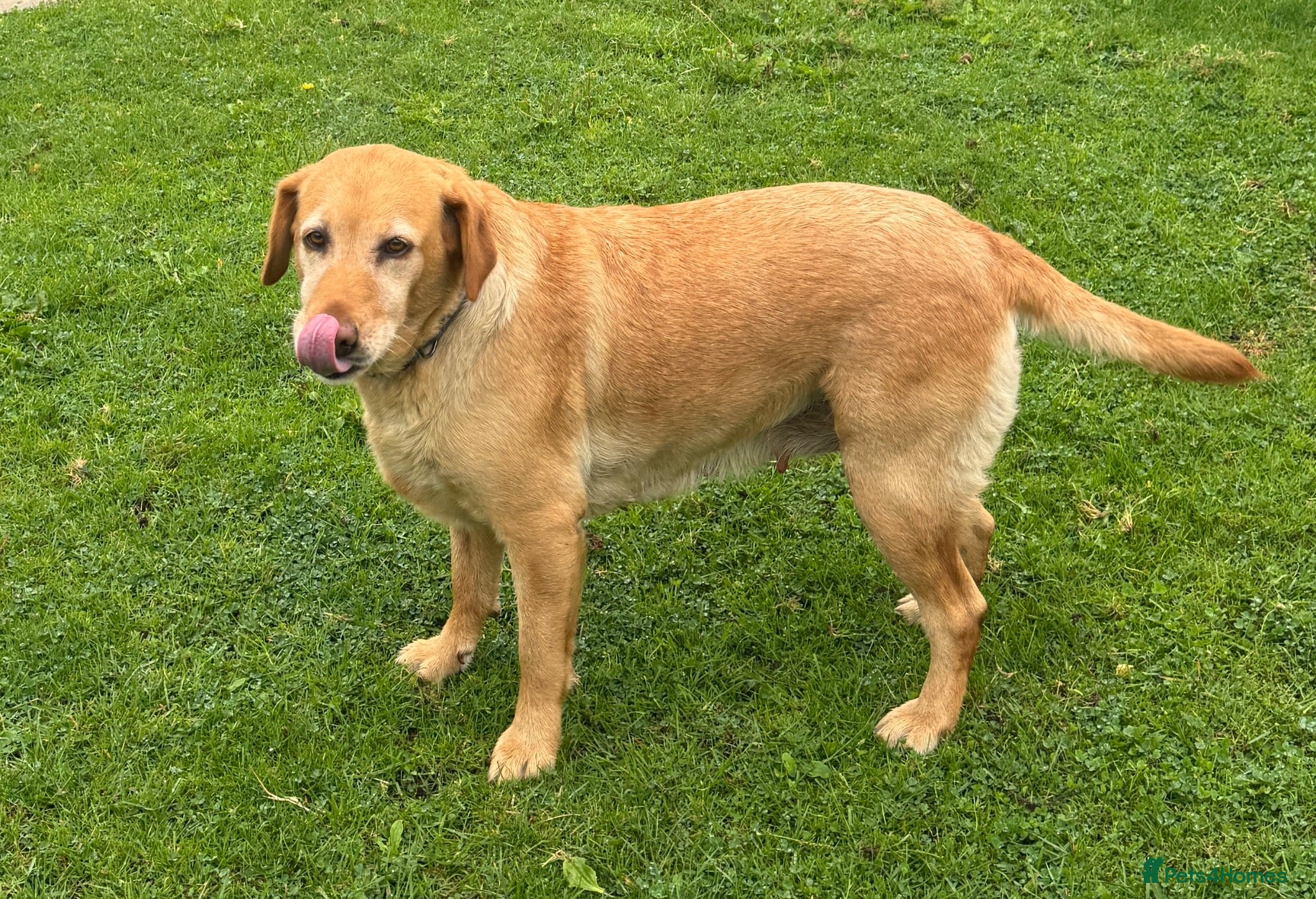 Labrador Retriever dogs Labrador KC Registered Health Tested Female - Advert 2