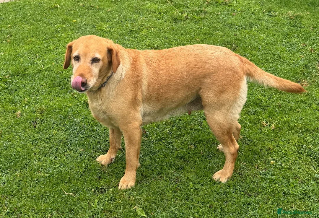 Labrador Retriever dogs for sale: Labrador KC Registered Health Tested Female - Advert 2
