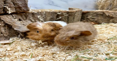 Guinea Pig rodents - Advert 13