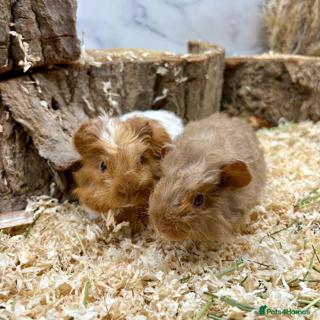 Guinea Pig rodents for sale: Baby Lunk guinea pigs available 💗 - Image 2