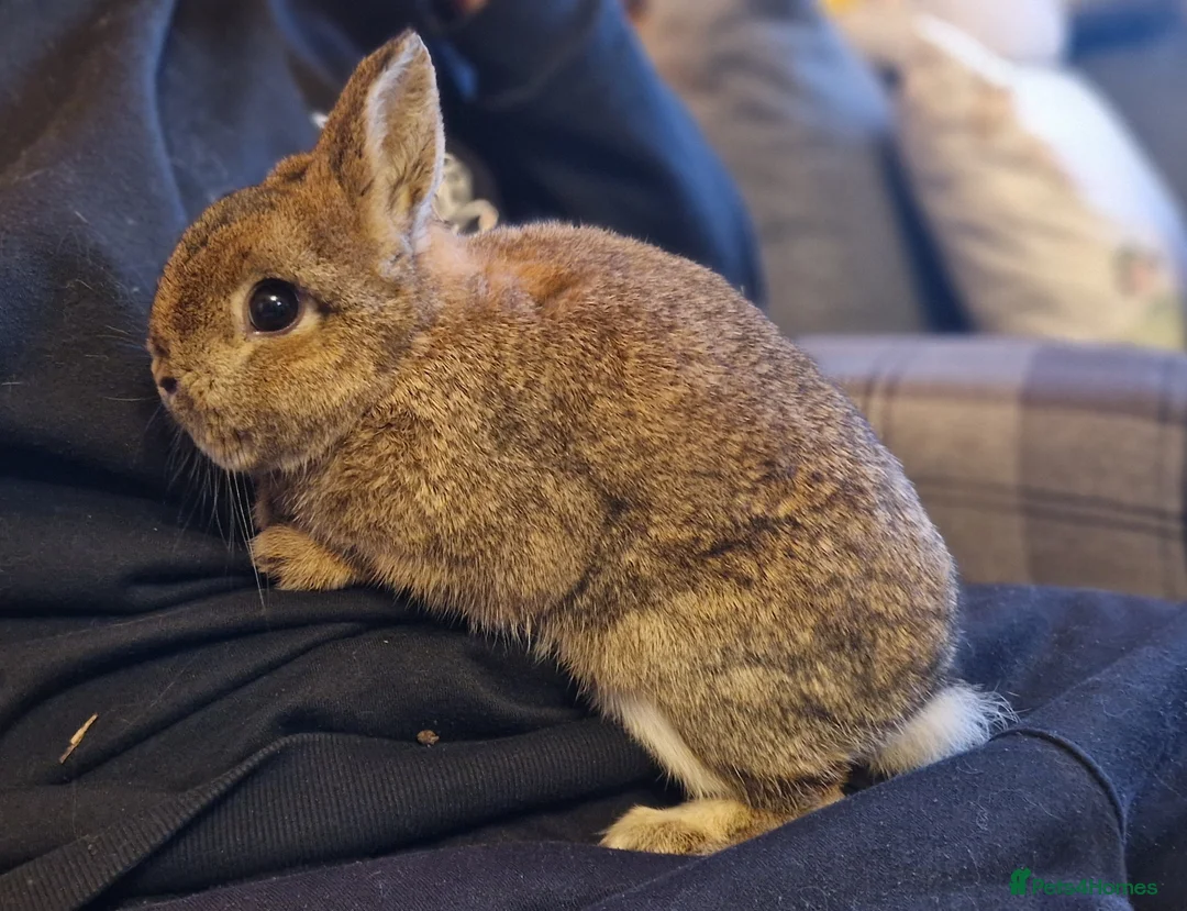 Netherland Dwarf rabbits for sale: Cute, super friendly little Netherland dwarf boy  - Advert 1