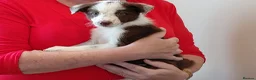Mixed Breed dogs for sale: 8 healthy active collie pups in Cramlington - Advert 6