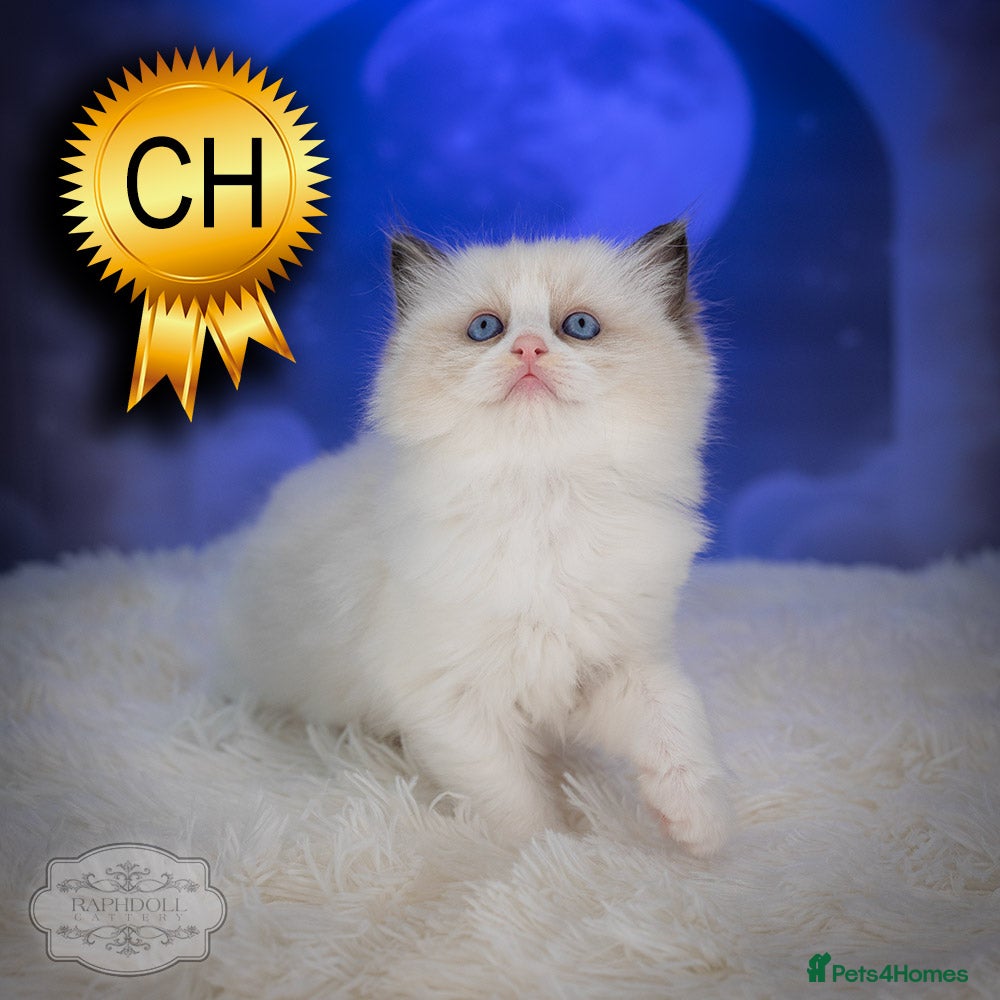 Ragdoll cats for sale: Ragdoll Kitten Boy ZPAA Champion! - Advert 2