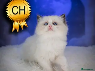 Ragdoll cats for sale: Ragdoll Kitten Boy ZPAA Champion! - Advert 2