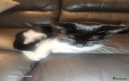 Mixed Breed cats for sale: Little grey kitten - Image 6
