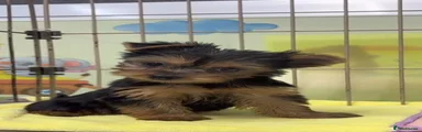 Yorkshire Terrier 2