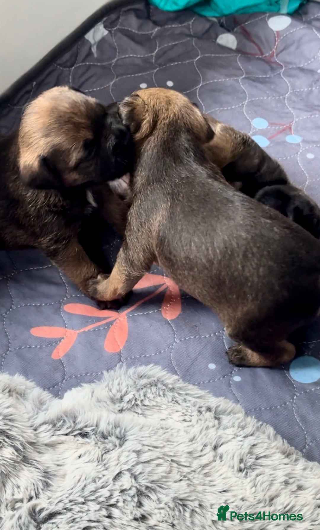 Border Terrier dogs for sale: Slem clear KC Registered  Border Terriers  - Image 7