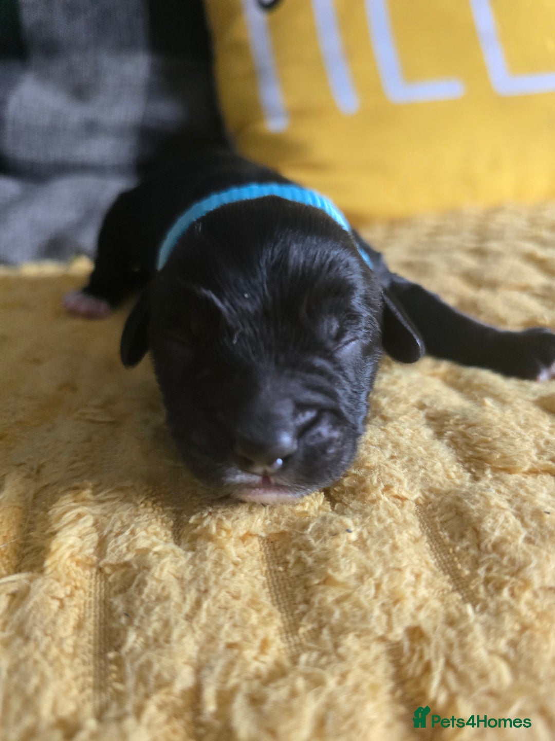 Sproodle dogs for sale: Beautiful F1 sproodle pups  - Image 14