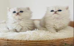 Persian cats for sale: Persian Chinchilla silver shadow 🎀🧢 - Image 8
