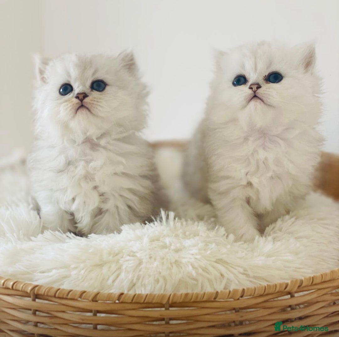 Persian cats for sale: Persian Chinchilla silver shadow 🎀🧢 - Image 8