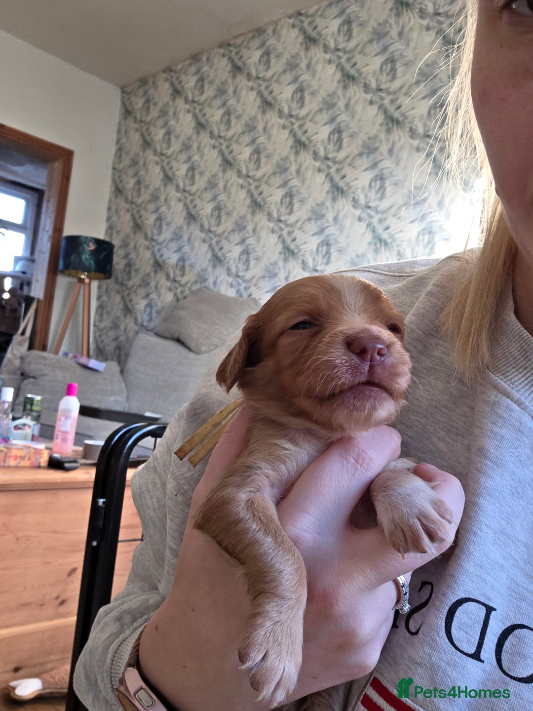 Cocker Spaniel dogs for sale: Beautiful Spaniel pups! - Advert 31