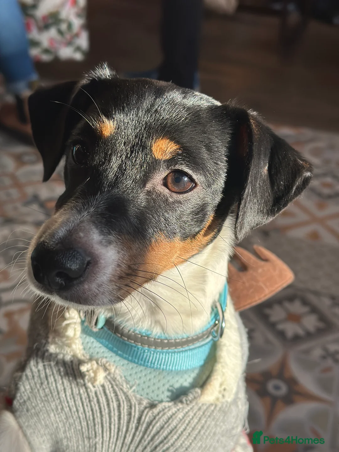 Jack Russell dogs for sale: Jack Russel called Roxy  - Advert 10