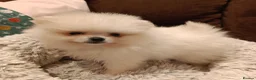 Pomeranian dogs for sale: Pom puppies with Kc reg , pedigree for sale - Advert 9