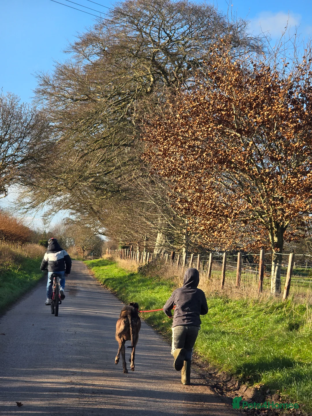 Greyhound dogs for sale: 7 yo greyhound female. For warm loving home. - Advert 4