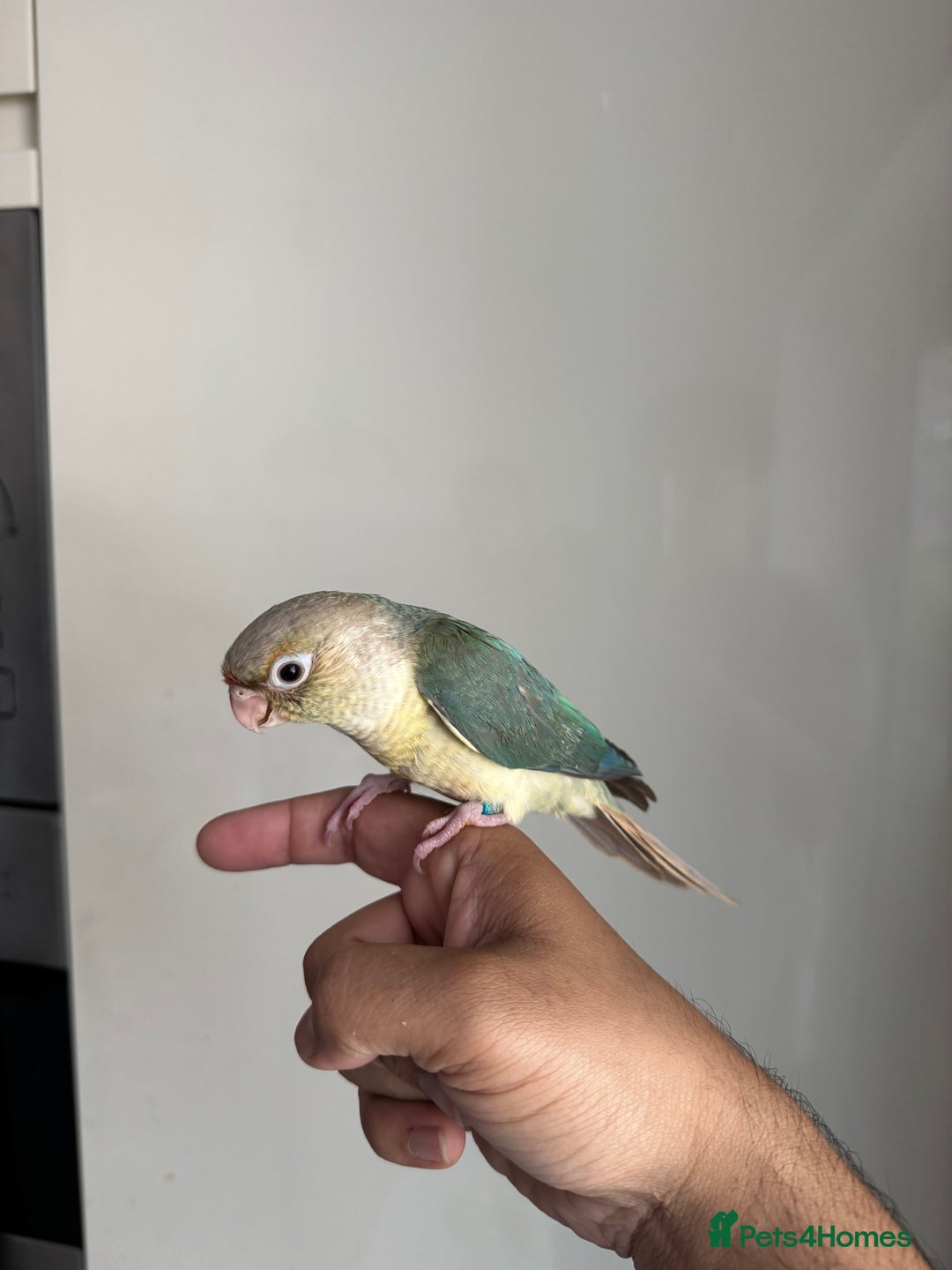 Conures birds for sale: Hand Reared Tame baby conures  - Image 25