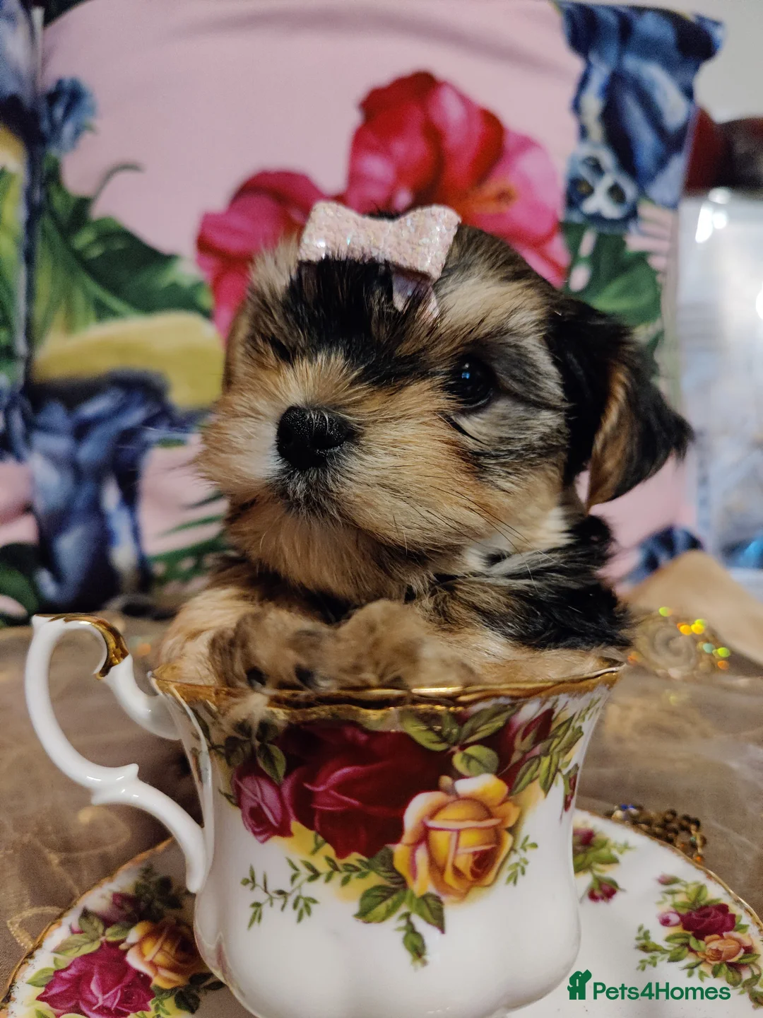 Yorkshire Terrier dogs for stud: Outstanding Yorkshire terrier for STUD only in Hull - Advert 17