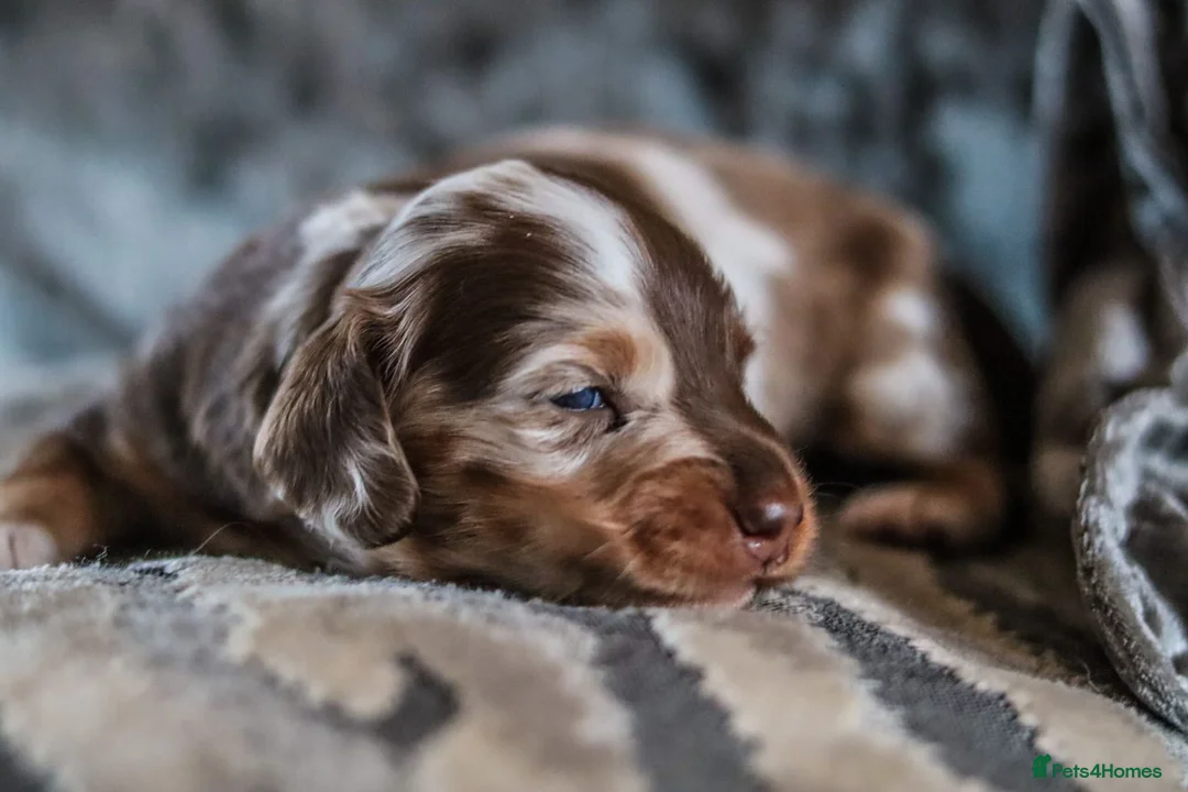 Dachshund dogs for stud: *STUD* Minature Long Haired Dachshund PRA 1 Clear in Waltham Abbey - Advert 10