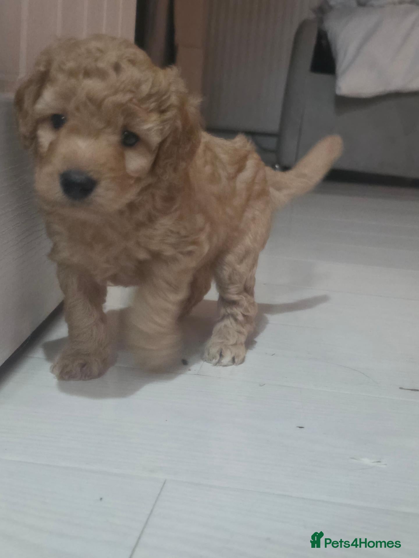 Cockapoo dogs 🌟🌟 5 star homes required 🌟 🌟  - Advert 2