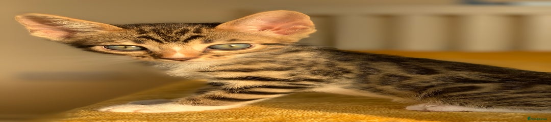 Bengal Kitten 1