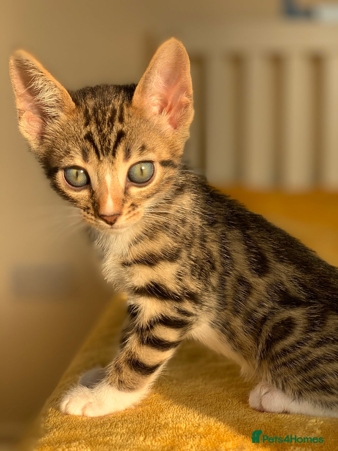 Bengal cats for sale: Ready to leave 3 left, 3/4 Bengal Kittens Rosetted - Image 16